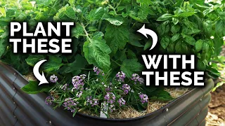 Why Companion Planting Works The Science Behind The Magic