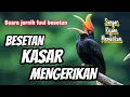 BESETAN MENGERIKAN! Masteran kasar ditakuti lawan cocok buat MURAI
