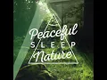 Peaceful Birdsong