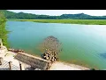 Download Lagu Honderden buffels in China staken de rivier over om te grazen. Het was zo schokkend.