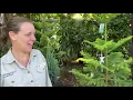 All about Christmas Trees and how to care for them