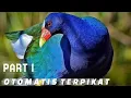 Download Lagu ⭐Suara Pikat Burung Mandar Biru//Purple Swamphen (Porphyrio porphyrio/Super jernih 100% Ampuh‼️