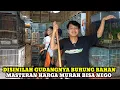 Download Lagu HARGA BURUNG BAHAN MASTERAN MURAH BISA NEGO DIPASAR BURUNG PRAMUKA KIOS RUDI
