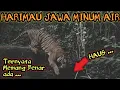 TERNYATA MEMANG BENAR ADA! HARIMAU JAWA MENAMPAKAN DIRINYA DIHUTAN YANG MASIH PERAWAN INI
