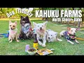 Dog Friendly Kahuku Farm Tour North Shore Oahu