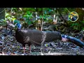 Download Lagu Sayap Warna-warni Burung Spektakuler dari Asia Selatan