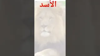 تعبير عن الأسد بالفرنسية سنة 5 إبتدائي 