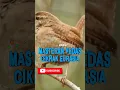 Download Lagu Masteran Pedas Cikrak Eurasia | Full Tembakan #masteranjernih #kicaumania #burung #fyp