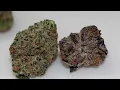 Ozone Animal Cake Review Comparison with Cake Mints How do the Phenotypes Differ