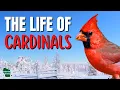 The Secret Life of Cardinals 30 Facts You Never Knew