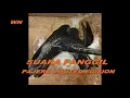 Download Lagu Suara Panggil Walet \