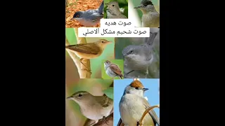 صوت الشحيم الاصلي عالي الجوده 