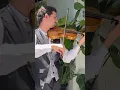 Download Lagu My Way - Frank Sinatra  #violin #musician #pop #weddingceremony #myway #franksinatra #narviolinist⁠