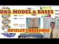 DNA MODEL QUIZLET CHALLENGE Different Bases of DNA By Ajarn Johnrocks