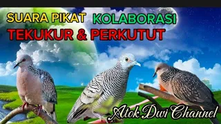 suara pikat tekukur dan perkutut kolaborasi di jamin ampuh