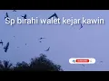 sp birahi walet kejar kawin