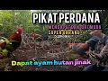 Download Lagu mikat ayam ayam hutan_pikat perdana-dapat ayam hutan jinak