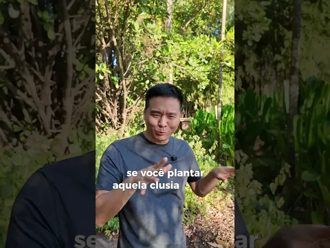 Clúsia árvore  (Clusia fluminensis)