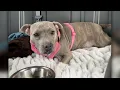 Murder victim s family says his missing dog found returned to them