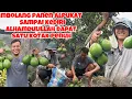 Lagu BORONG 2 POHON ALPUKAT HASILNYA SEGINI