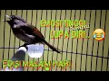 Download Lagu KONSLETT FLAMBOYAN GACOR NEMBAK EMOSI TINGGI //Masteran Pancingan Malam Hari Terbaru