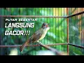Download Lagu MASTERAN KAPAS TEMBAK LANGSUNG GACOR! MASTERAN KAPAS TEMBAK NEMBAK! MASTERAN BURUNG TERBAIK!