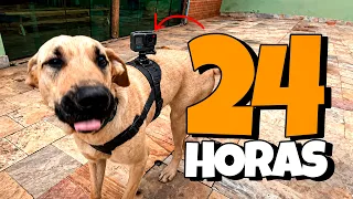24 HORAS NA VISÃO DE UM CACHORRO!!😱 *sinistro