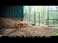 Female red fox with kit wagging tail