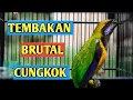 Download Lagu TEMBAKAN BRUTAL CUCAK CUNGKOK, MASTERAN SEMUA BURUNG KICAU