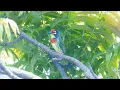Download Lagu Burung takur warna warni mempesona suara bulat menggema #shorts