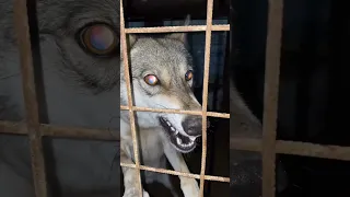 الذيب يبقى ذيب Viral Video Tiktok Fypシ Viral 