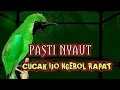 Lagu MASTERAN UNTUK MEMANCING CUCAK IJO BIAR GACOR DAN EMOSI