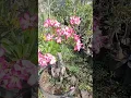Download Lagu bonggol yg unik cabang yg rimbun bahan seperti ini yg bikin bunga istimewa