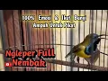 Download Lagu 1 Jam Non-stop Terbaik..!! Pancingan Sogon Gacor Ampuh Bikin Sogok Ontong Manapun Emosi \u0026 Ikut Bunyi