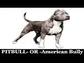 are these dogs Huge Pitbulls American Bully or mutts