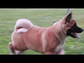 Apexx Akitas Available Male puppy