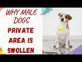 Why Is My Male Dogs Private Area Swollen Explained and Answered