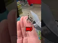 This Is A Jumping Spider And Here s Why You Shouldn t Hate Them ophelia - the