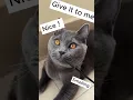 Download Lagu How can I tell animal hair from synthetic hair!?  A meow will help!