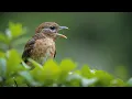 Download Lagu Kicauan Burung Kacer Liar yang Indah di Alam | Suara Pagi yang Menenangkan