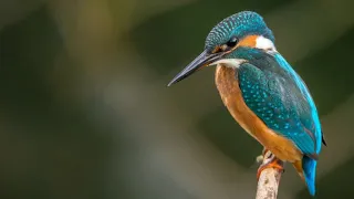 دعاء الحمد لله الذي خضعت لعظمته الرقاب دندنها