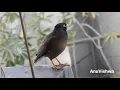 Download Lagu Panggilan kawin burung jalak