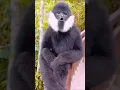 Lagu How to Black Monkey Animal Sounds short videos most Beautiful Monkey 🐵 subscribe to channel