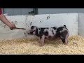 35-5 Spot Gilt