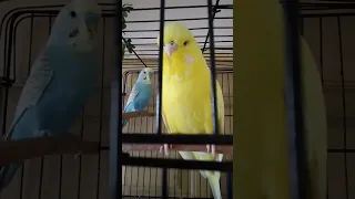 صوت طيور الحب البادجي 