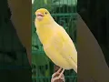 Lagu Burung kenari spanish timbrado gacor #shorts #birds #viralvideo #canary #canarysinging