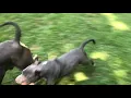 tri color pitbull - blue tri color pitbull