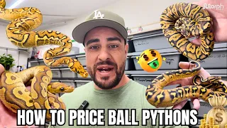 How To Price Your Ball Pythons On MorphMarket THE SMART WAY
