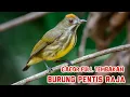 Download Lagu Burung Pentis Raja Gacor Full Tembakan Rapat