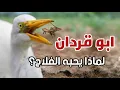 Lagu أبو قردان | أسرار السلوك والتعشيش ورعاية الفراخ!!! تعرف على اكثر استراتيجيات الدفاع عن العش والفراخ